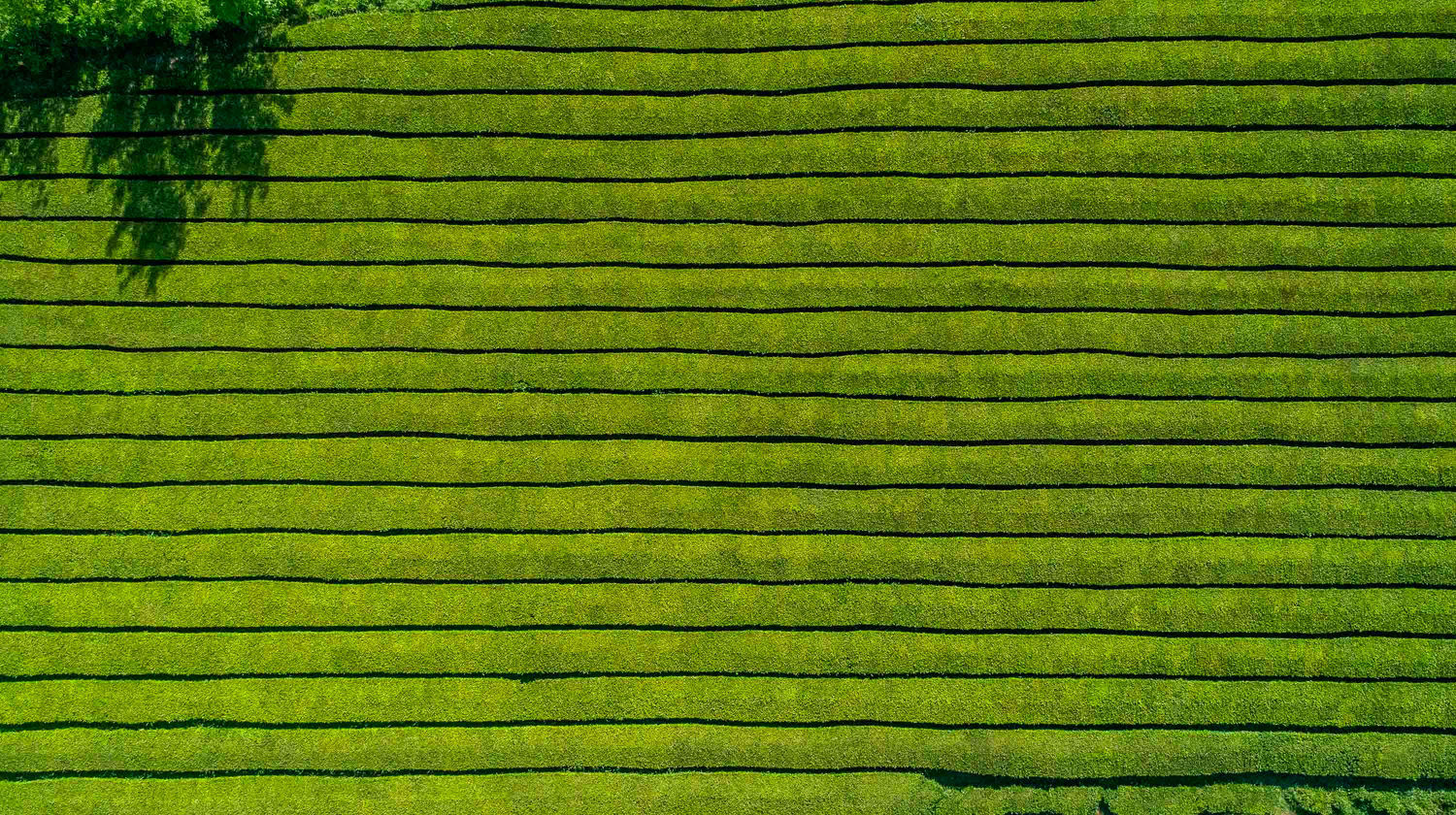 Gorreana Tea Plantations, São Miguel Island