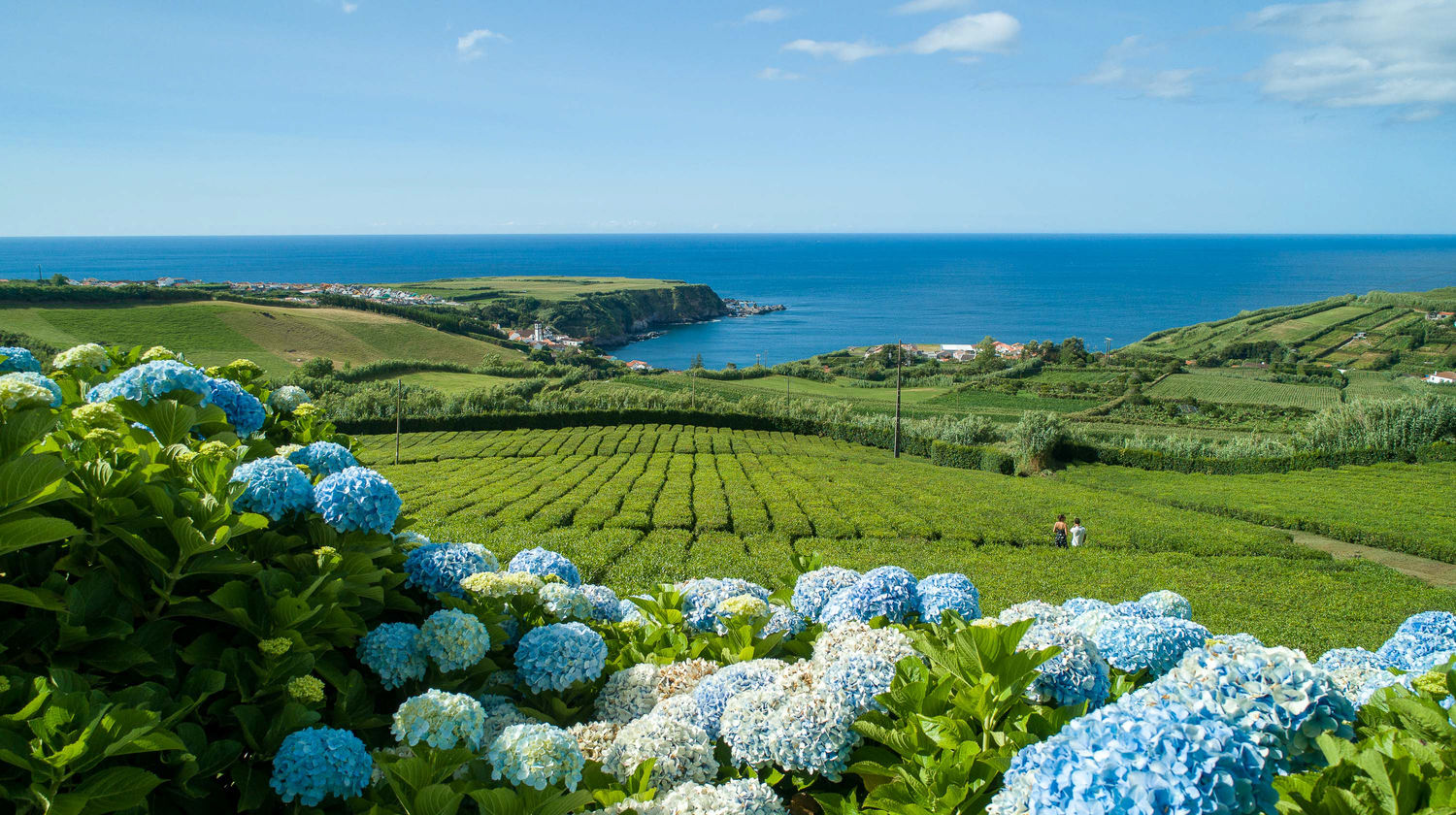 Scenic view of tea fields on São Miguel Island overlooking the ocean
