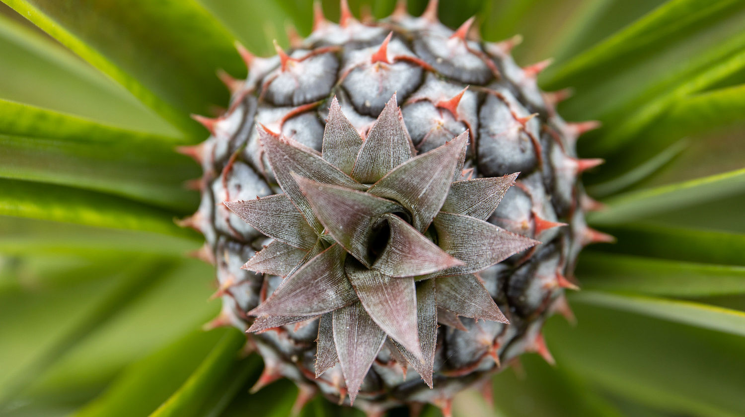 Locally Grown Pineapple