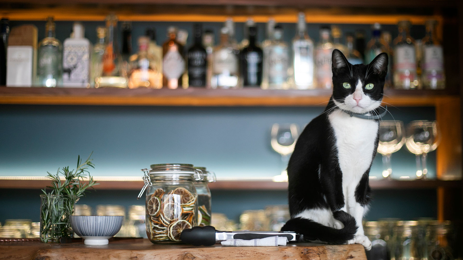 Furry Host at Solar Branco Eco Estate & Boutique Hotel, São Miguel Island