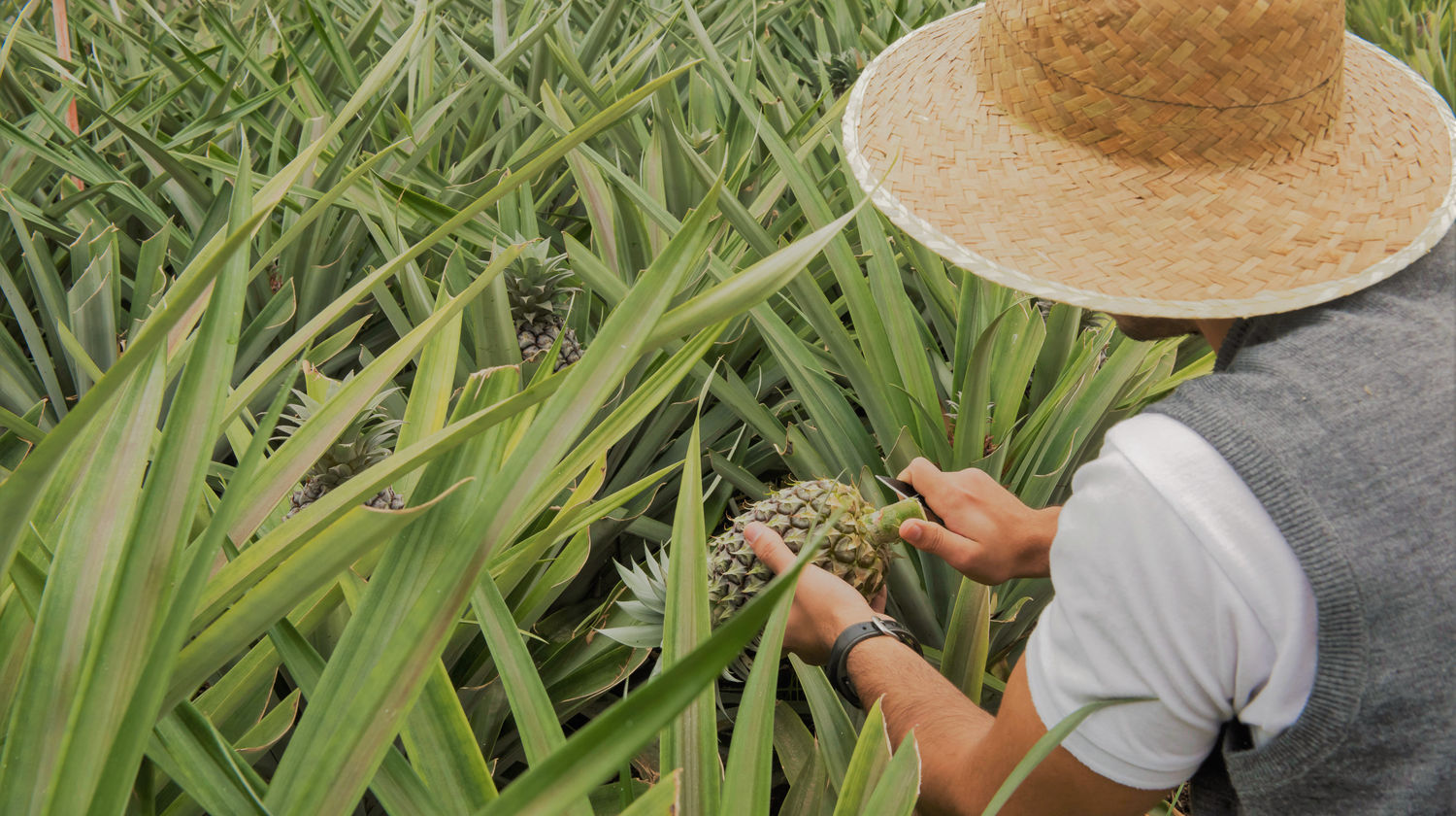 Pineapple Plantations, São Miguel Island