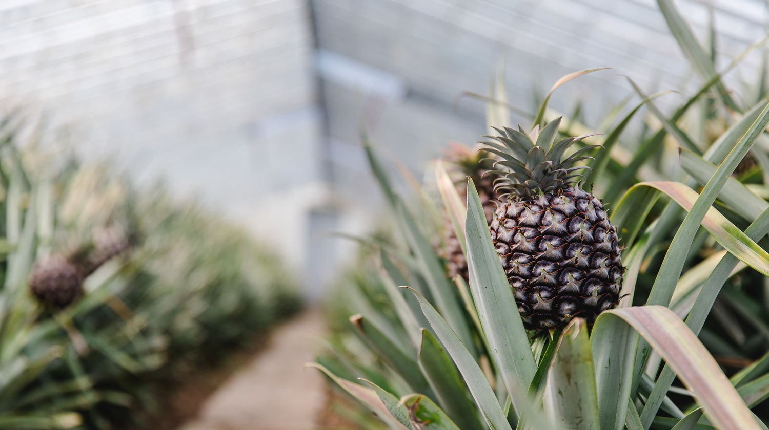 Pineapple, São Miguel Island
