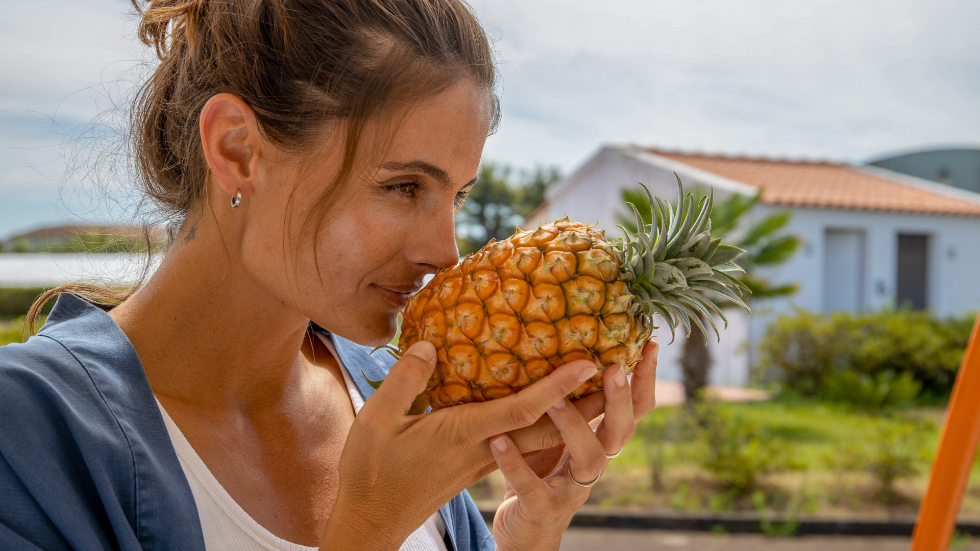 Pineapple Plantations