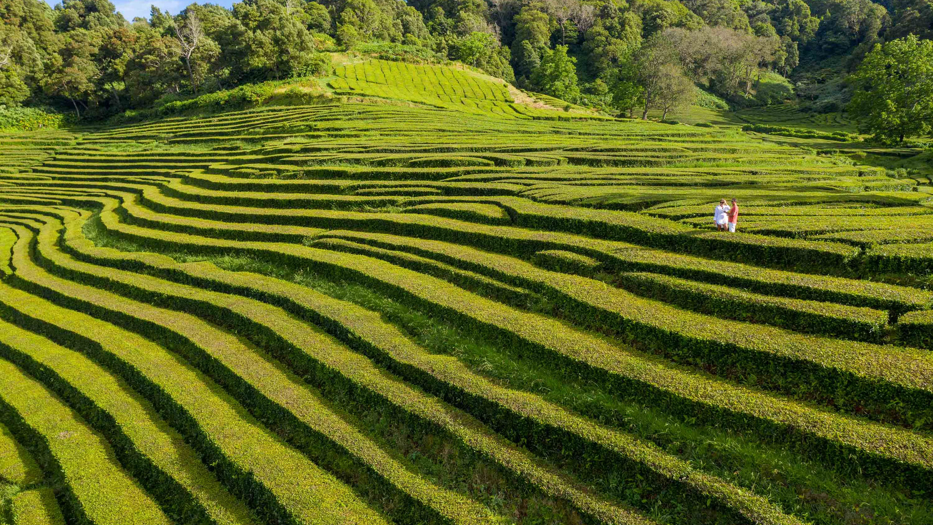 Tea Plantations, São Miguel Island