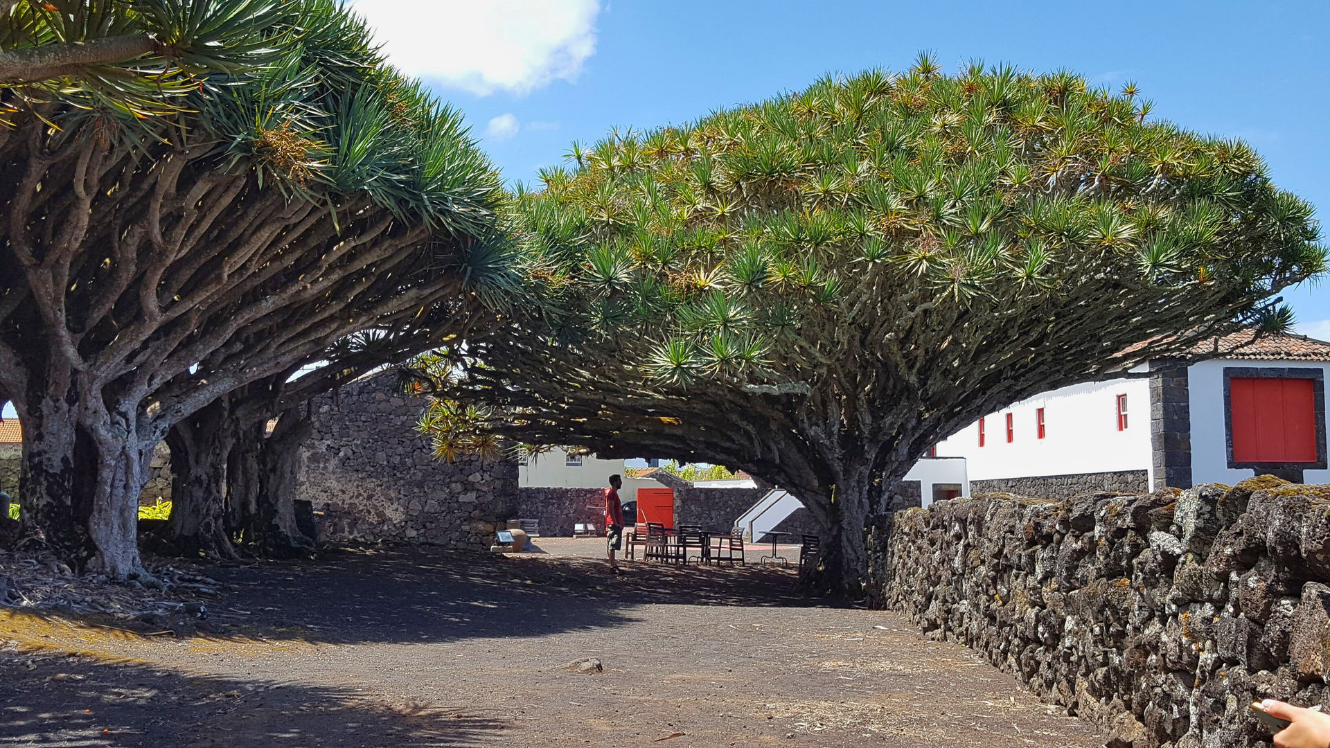 Wine Museum, Pico Island, Photo By Our CMO Carolina