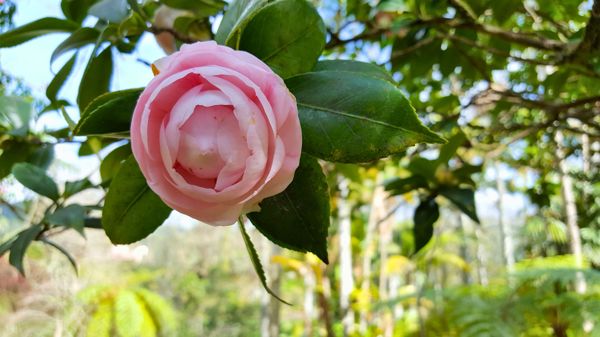 Camellia in Furnas, São Miguel Island, Photo By Our CMO Carolina
