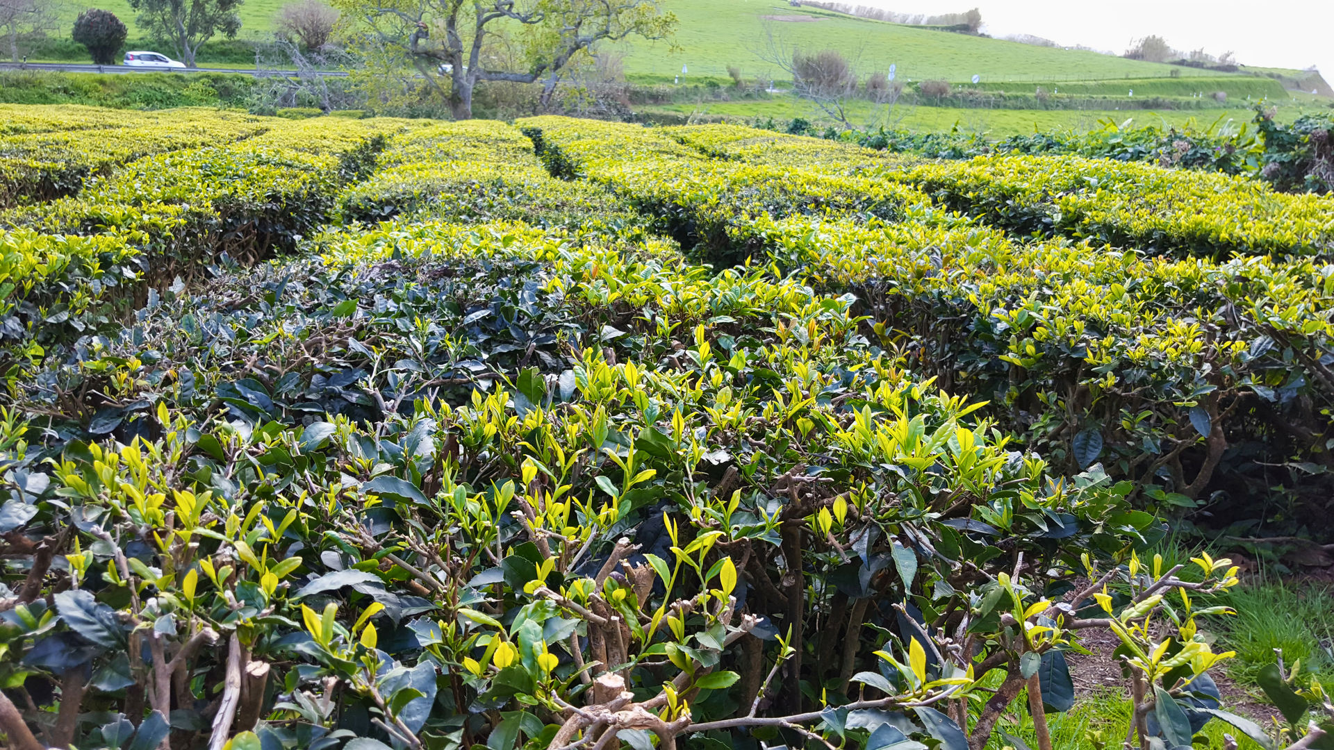 Gorreana Tea Plantations, São Miguel Island, Photo By Our CMO Carolina
