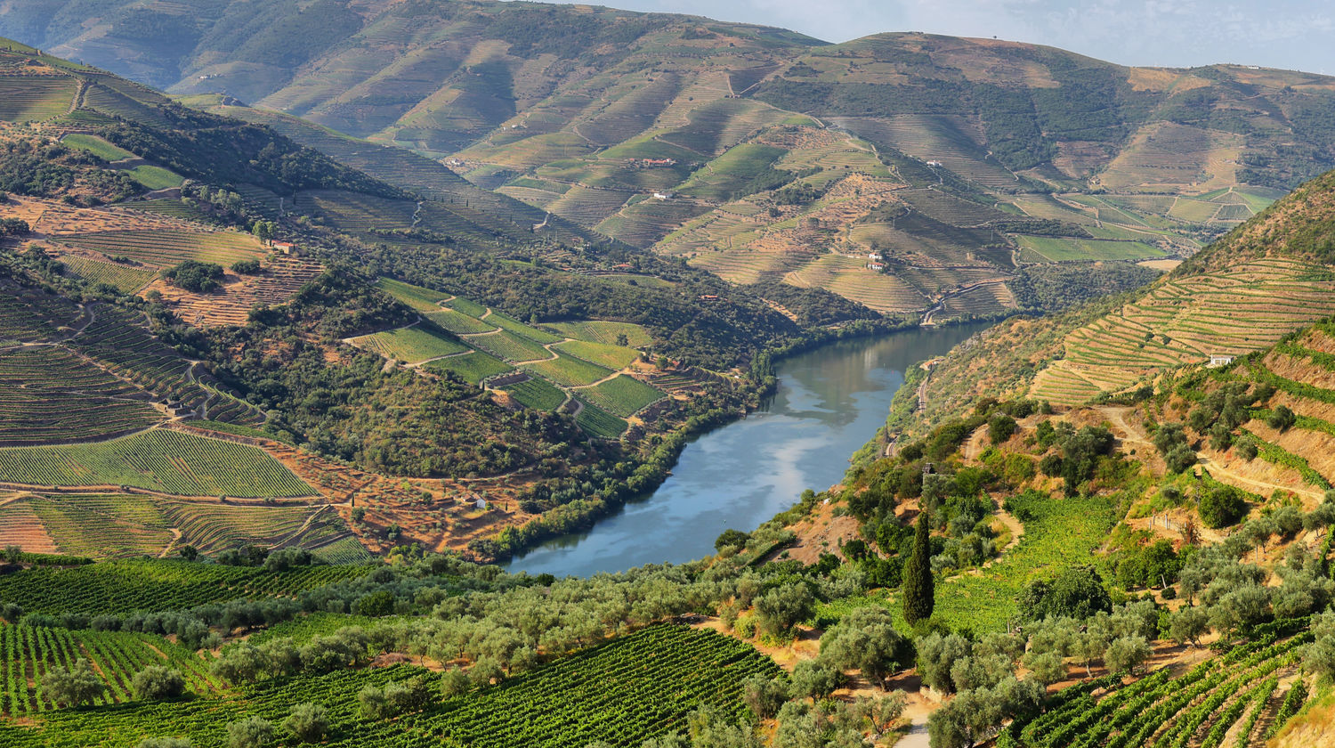 Douro Vineyards