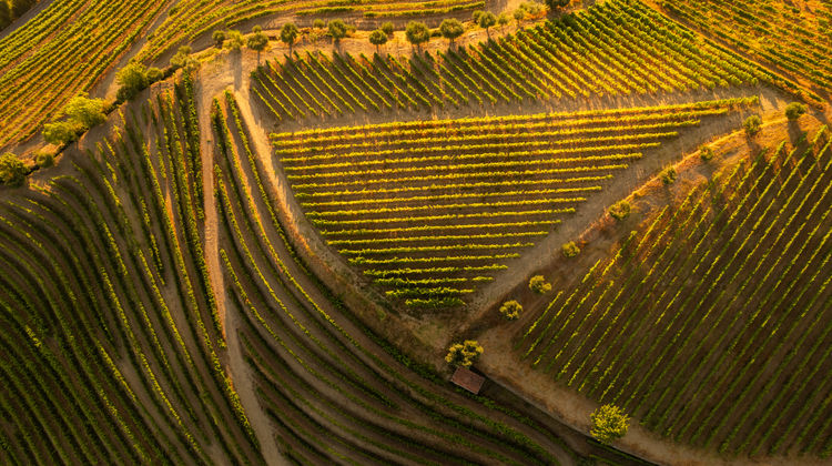 Douro Valley Vineyards