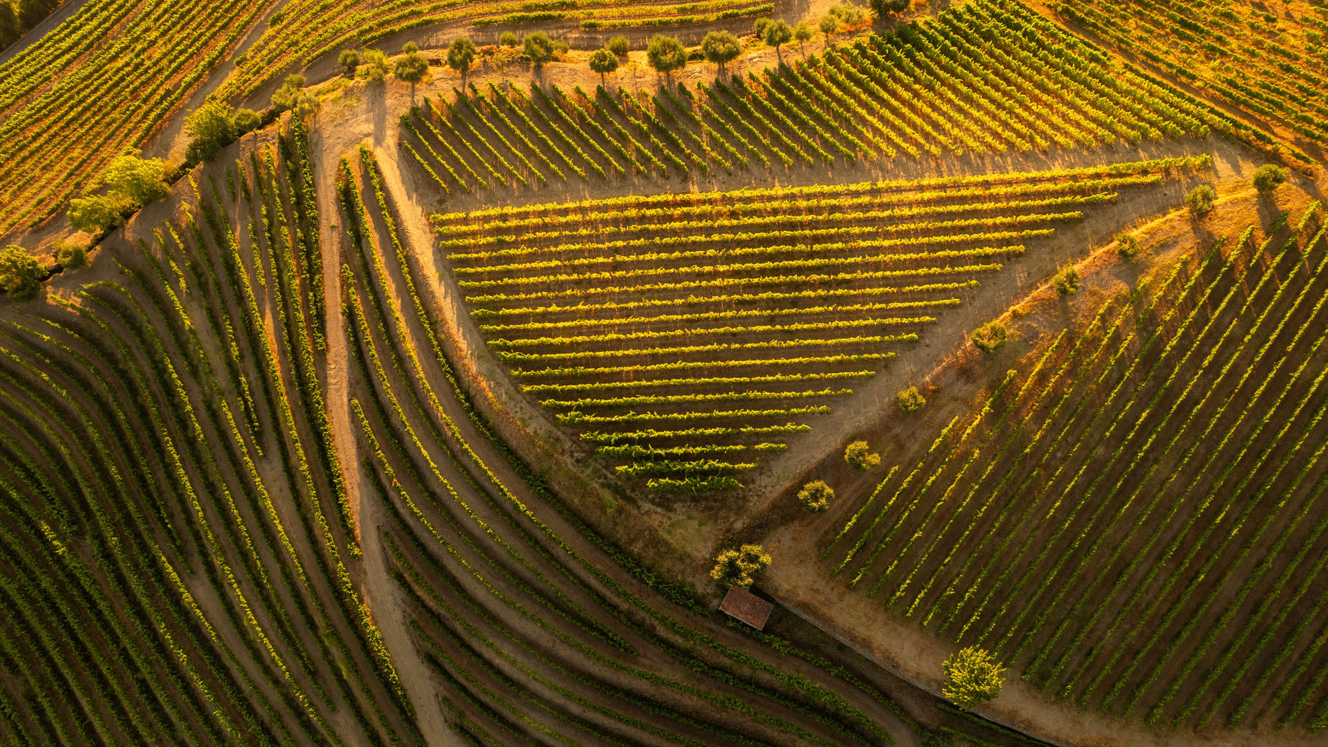 Terraced Vineyards, Douro Valley