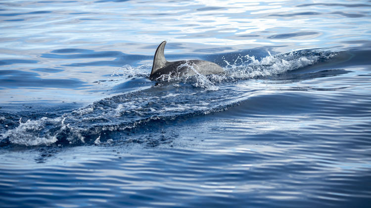 Whale & Dolphin Watching