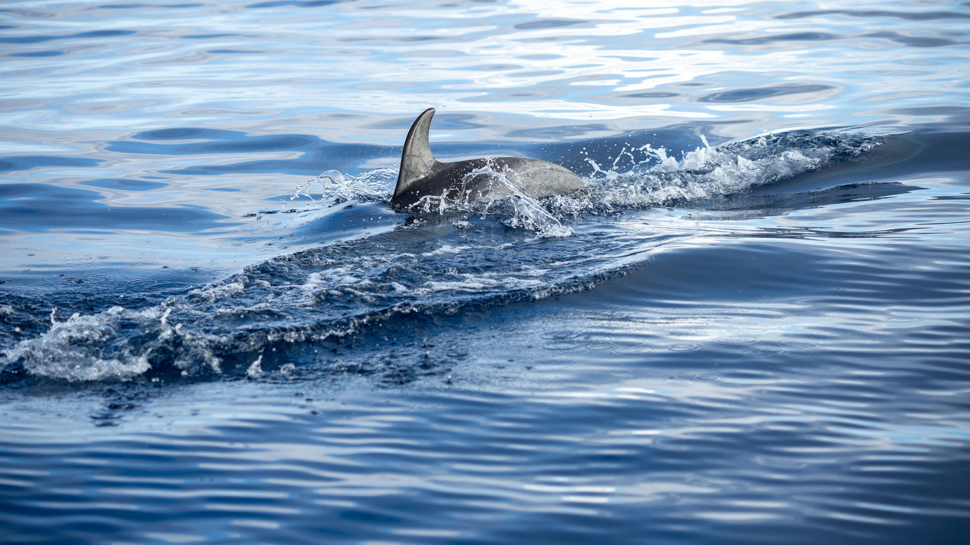 Whale & Dolphin Watching