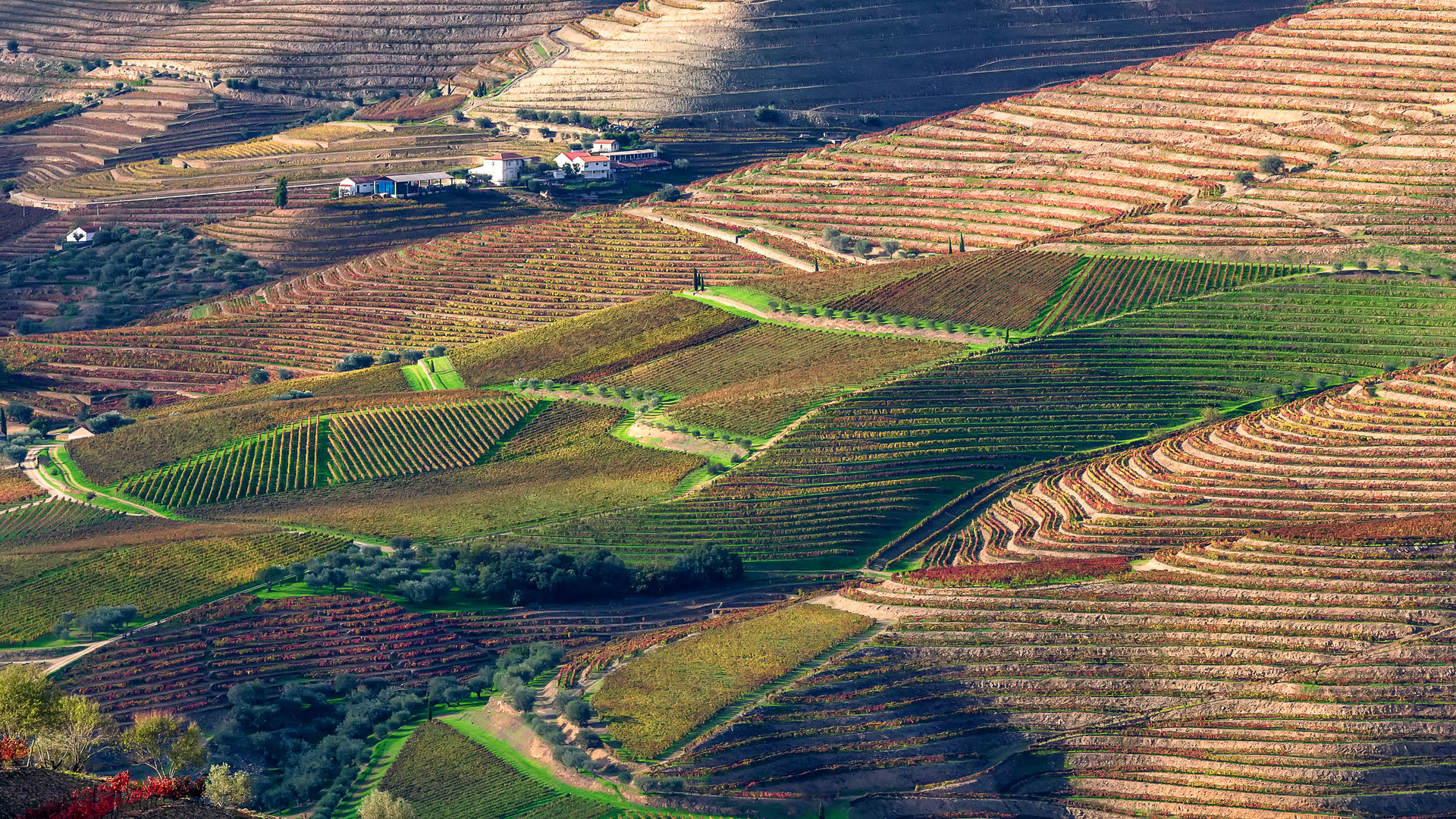 Douro Vineyards