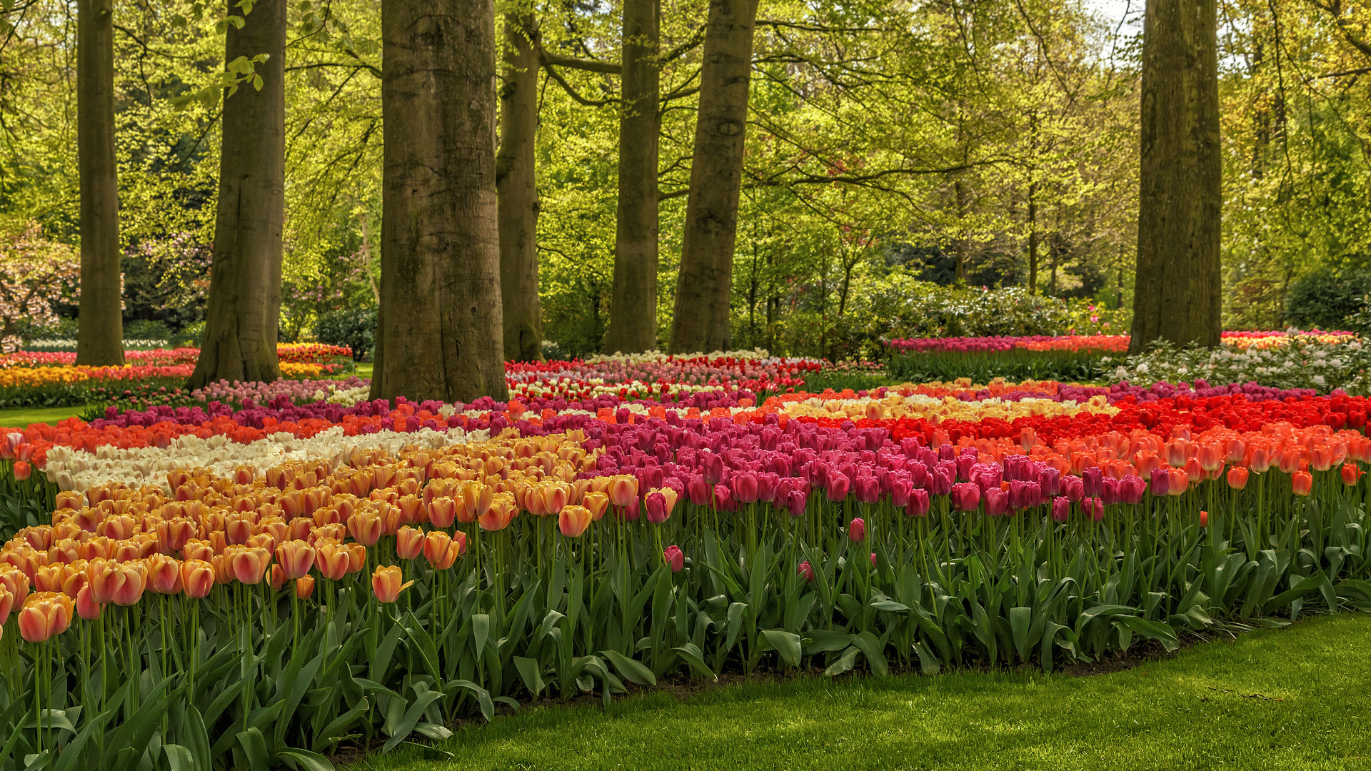Tulips Garden, Amsterdam