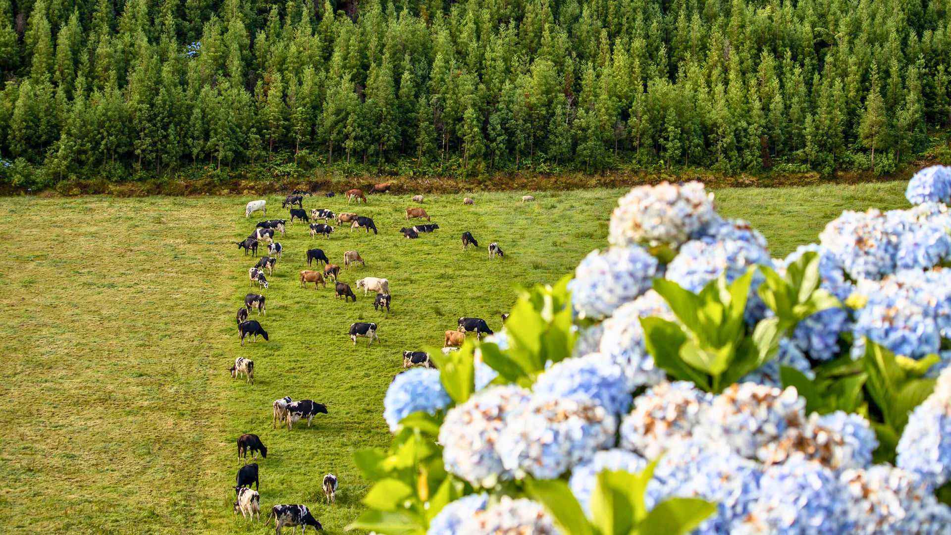 Cow Pasture, São Miguel Island