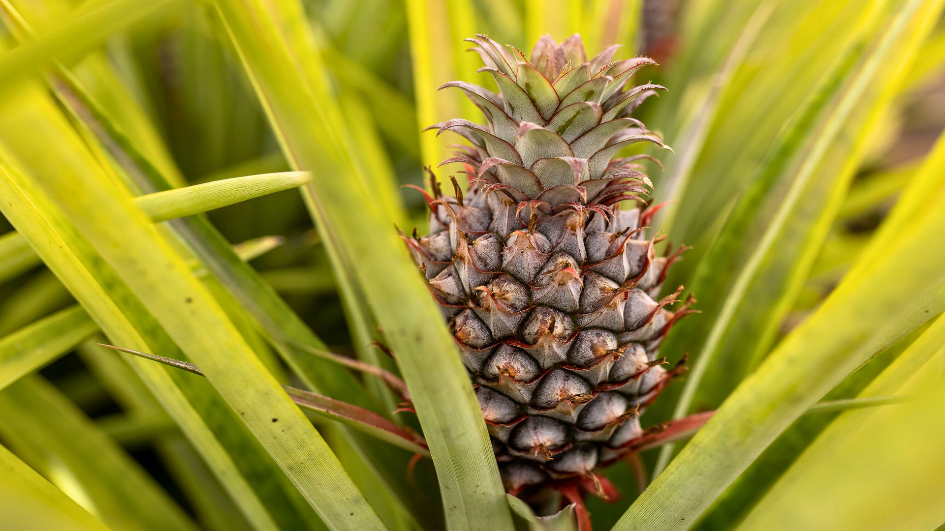 Local Pineapple, São Miguel Island