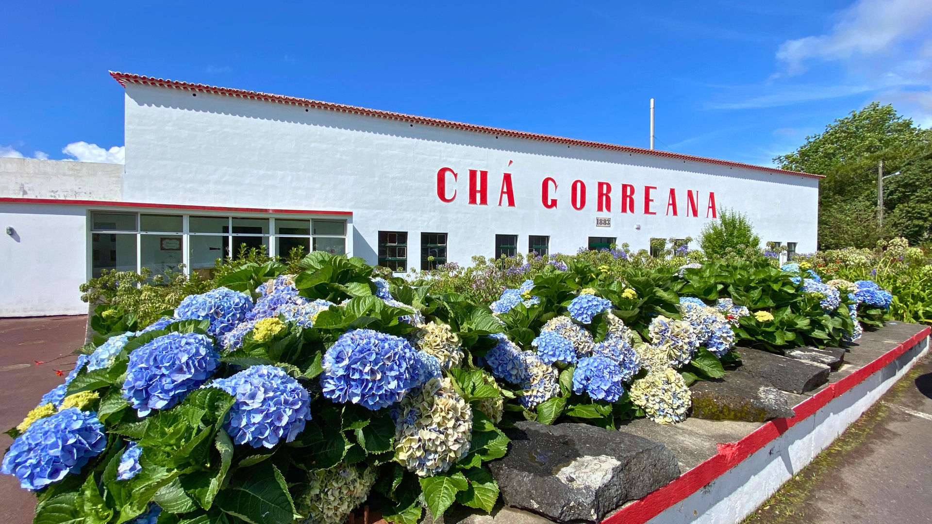 A Taste of History at Gorreana, São Miguel Island