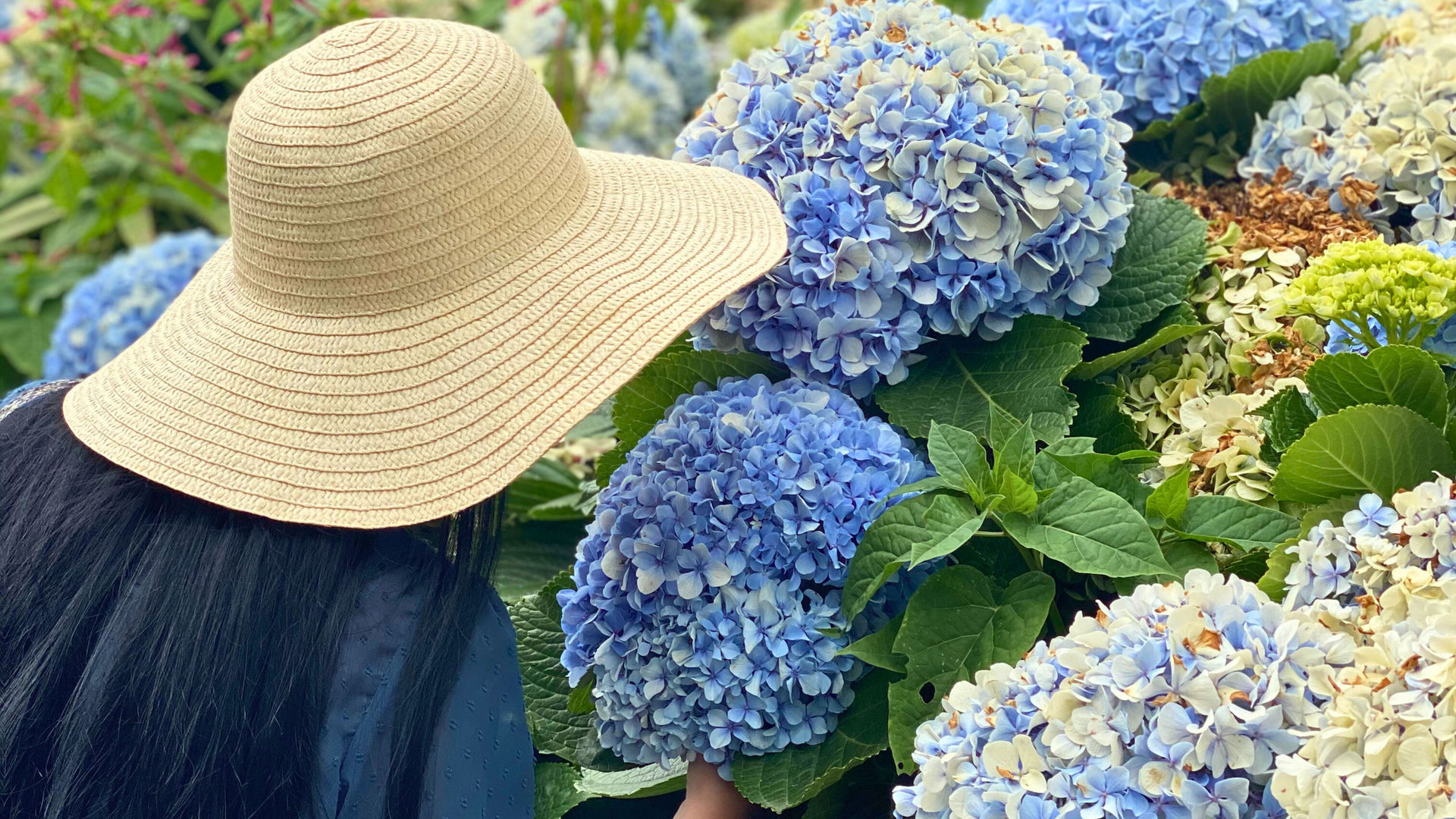 Nothing Says Azores Like the Scent of Fresh Hydrangeas, São Miguel Island