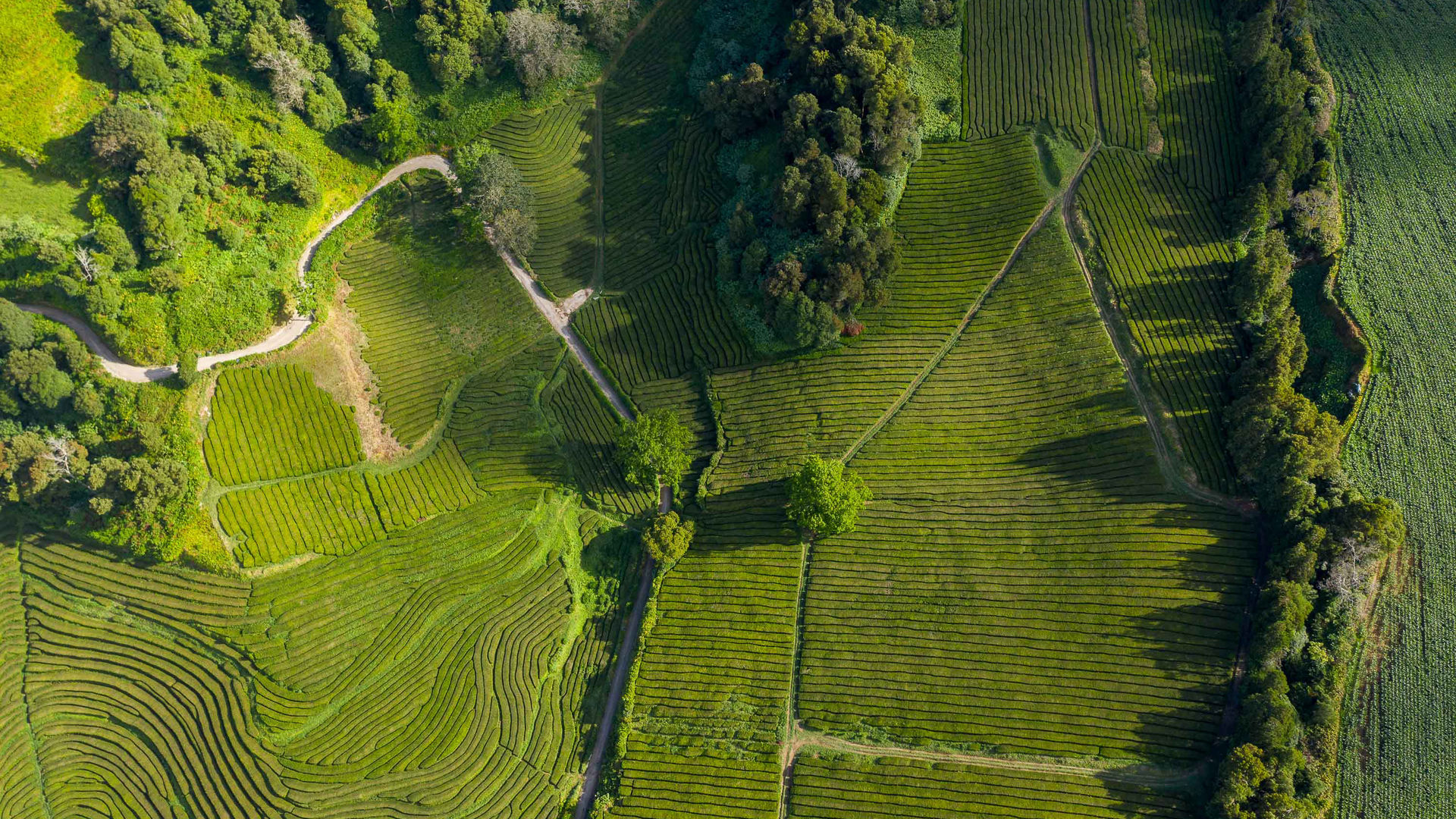 Tea Plantations, São Miguel Island