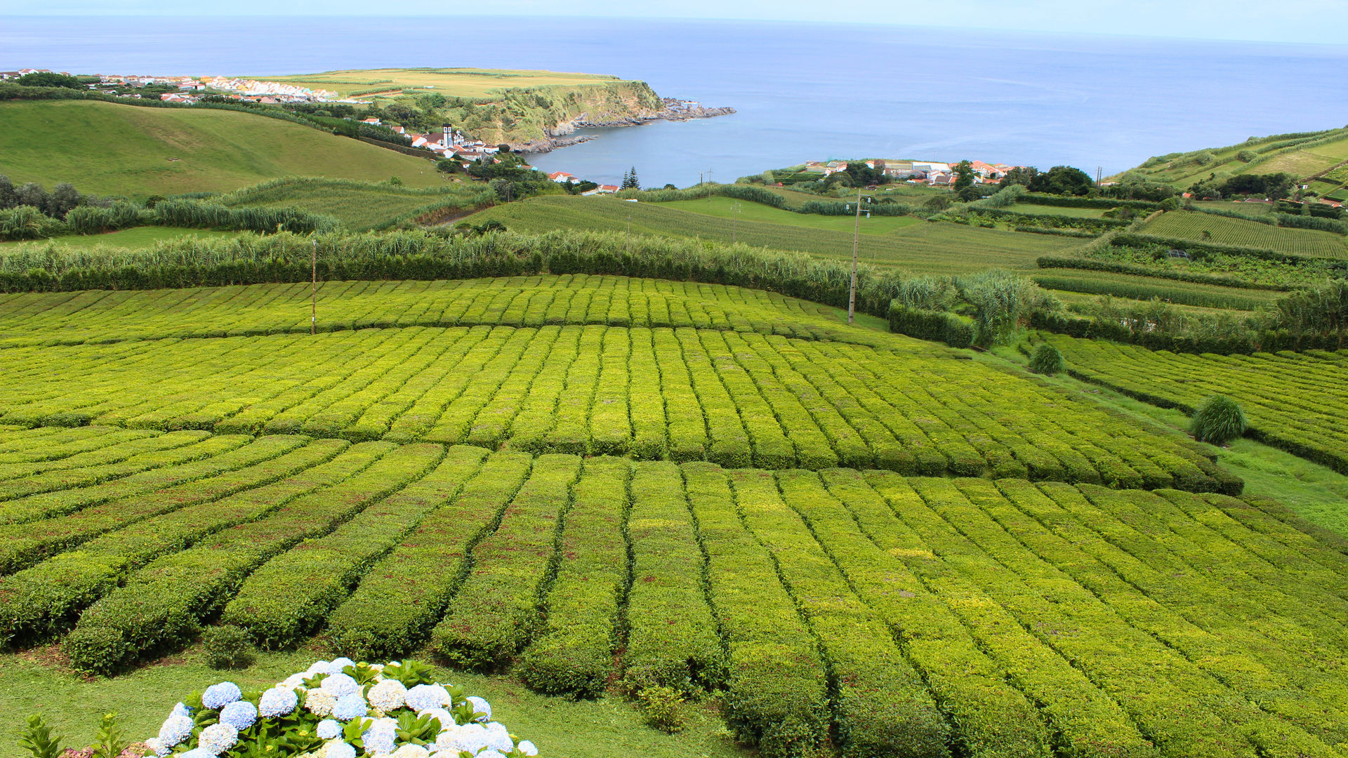 Porto Formoso Tea Plantations, photo by our Quality Assurance Analyst Marina