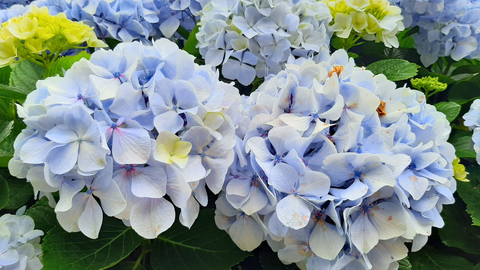 Hydrangeas in the Summer, photo by our Quality Assurance Analyst Marina