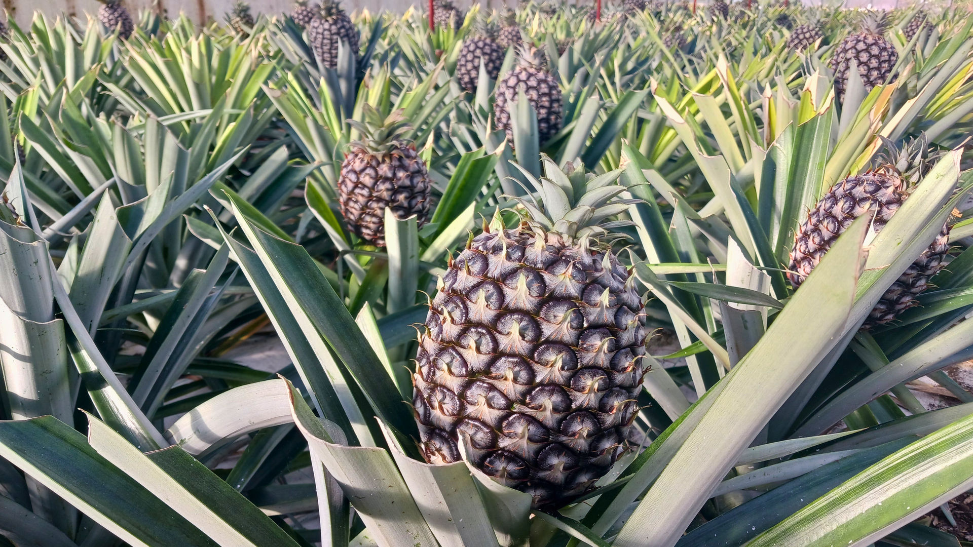 Pineapple Plantations, photo by our Quality Assurance Analyst Marina
