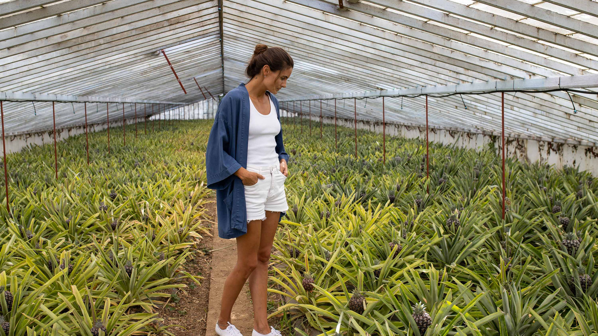 Pineapple Greenhouses at Ananás dos Açores Plantation in Ponta Delgada