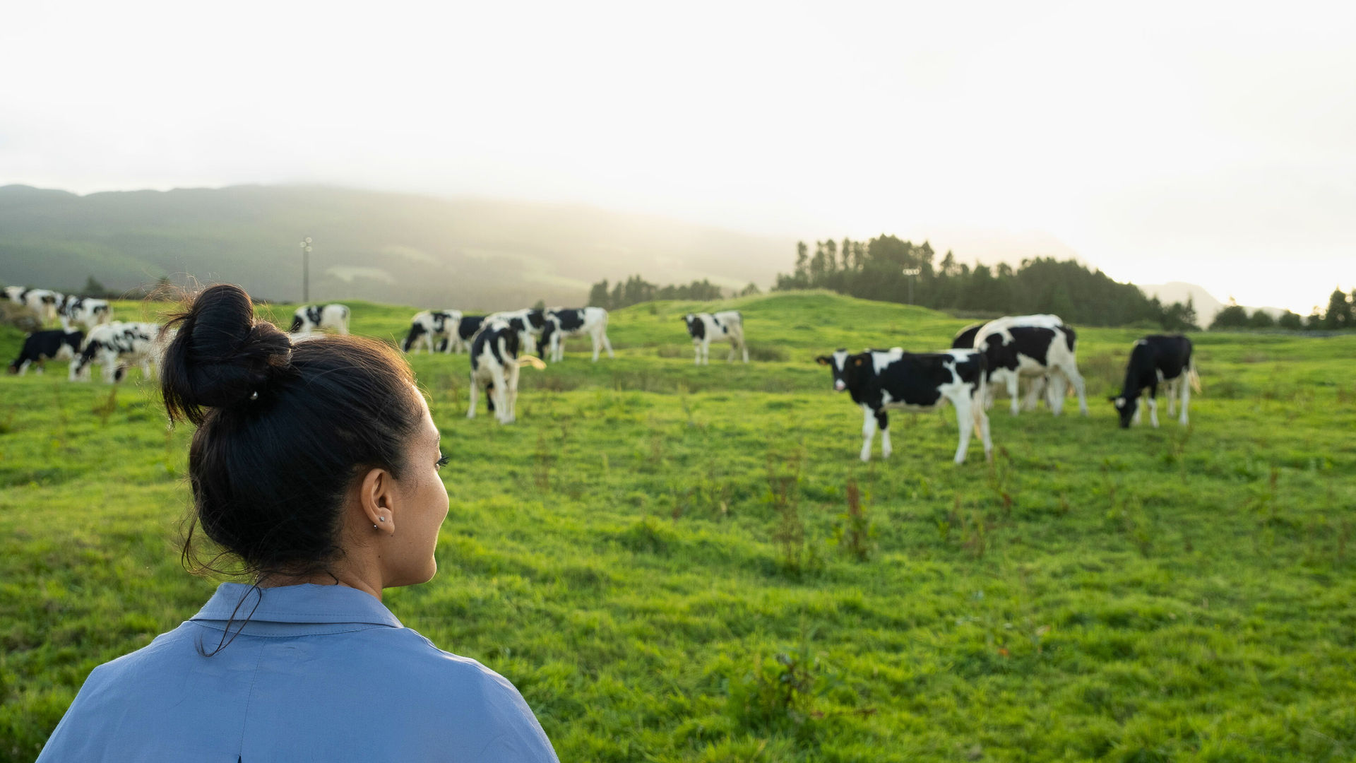 Woman admiring dairy cows grazing in green pastures on São Miguel Island, Azores