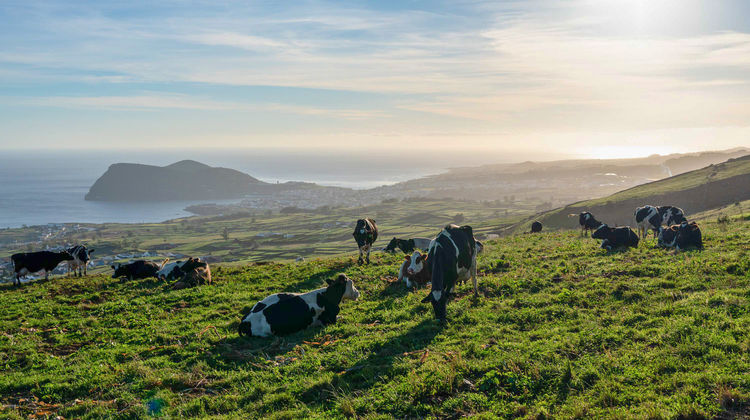 Cows grazing on a green pasture overlooking the Atlantic Ocean and cliffs on Terceira Island at sunset