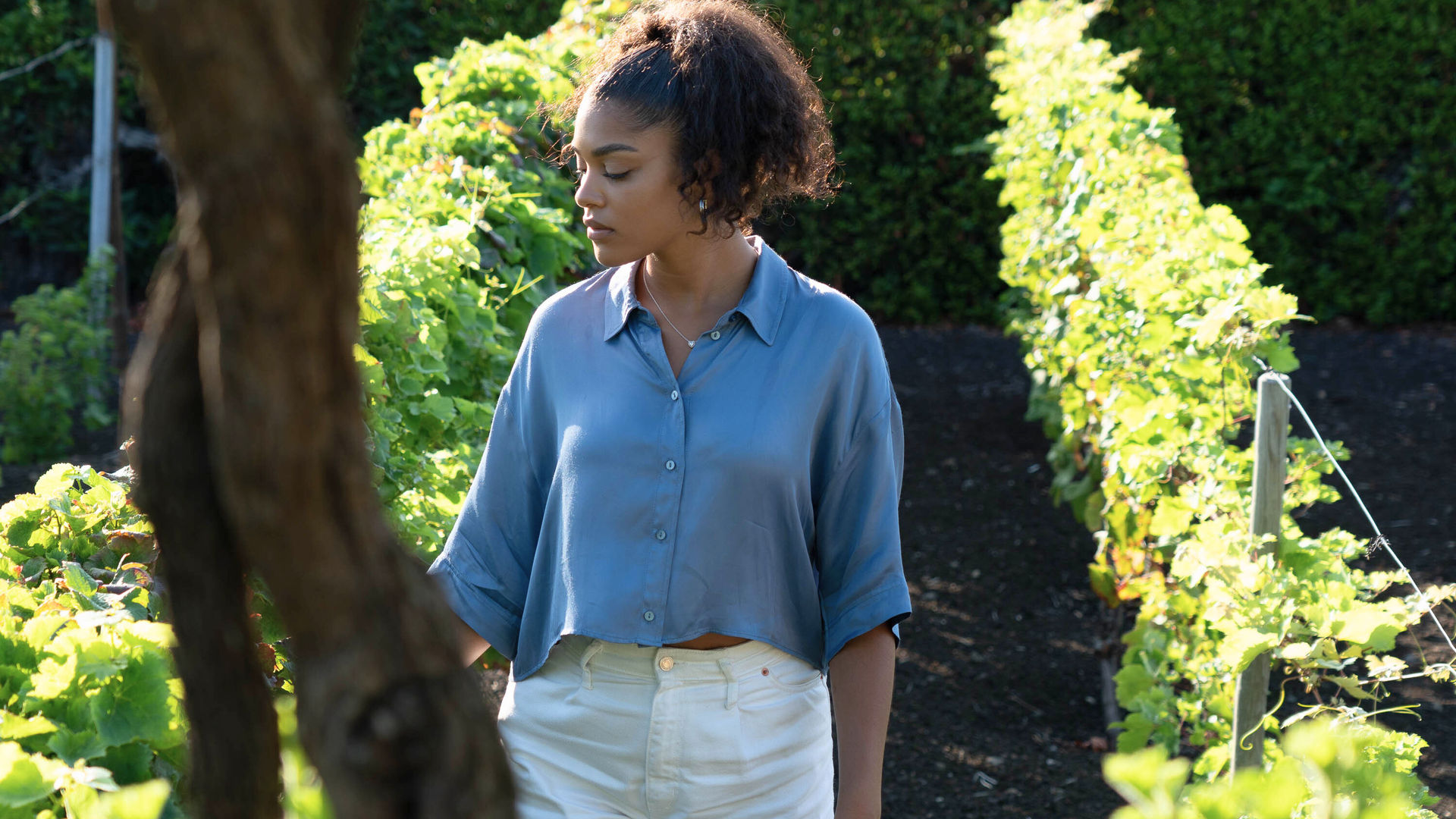 Vineyards, Terceira Island