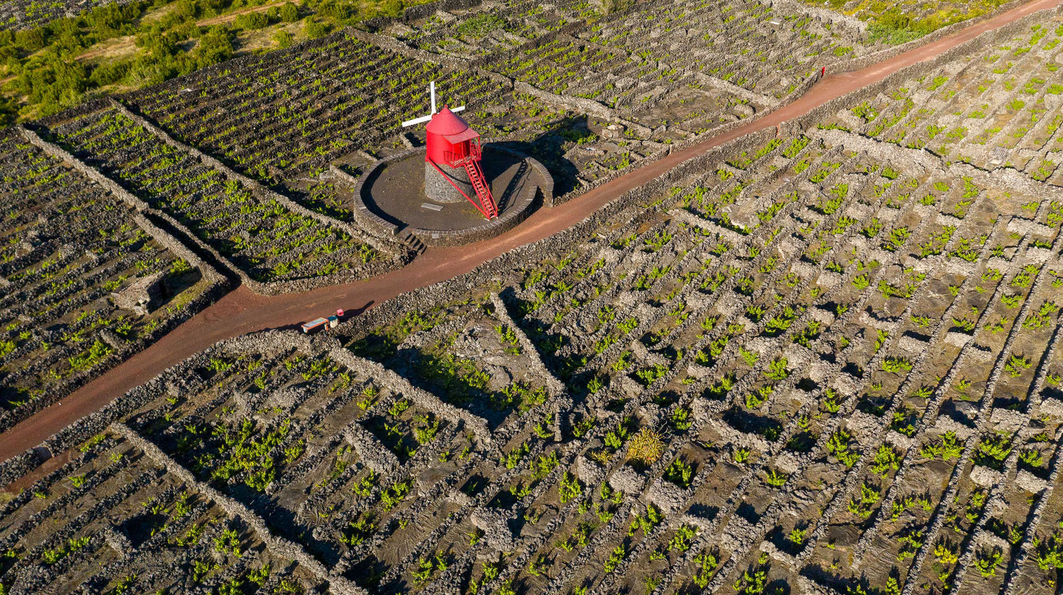 Criação Velha Vineyards, Pico Island