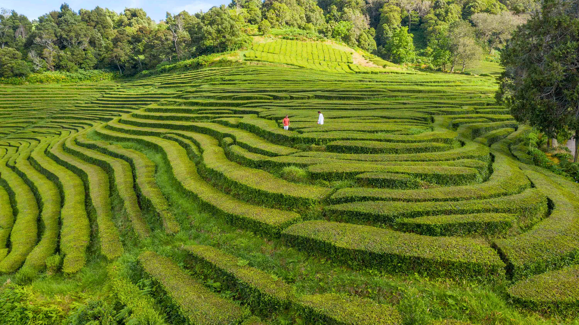 Rolling green tea fields in São Miguel Island
