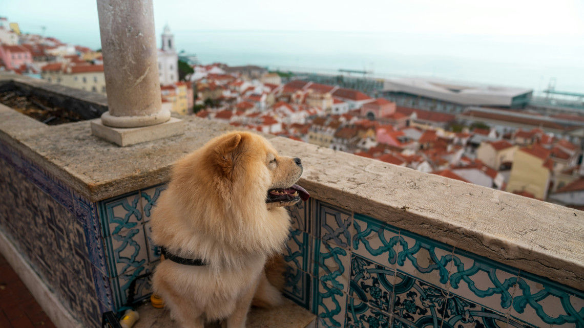 Fluffy Chow Chow dog sitting on a tiled azulejo viewpoint overlooking the terracotta rooftops of Alfama and the Tagus River at a miradouro in Lisbon, Portugal