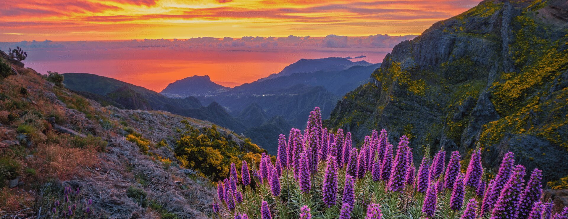 Dramatic sunset over Madeira's mountainous landscape with purple heather in the foreground and the Atlantic Ocean visible on the horizon under an orange and purple sky