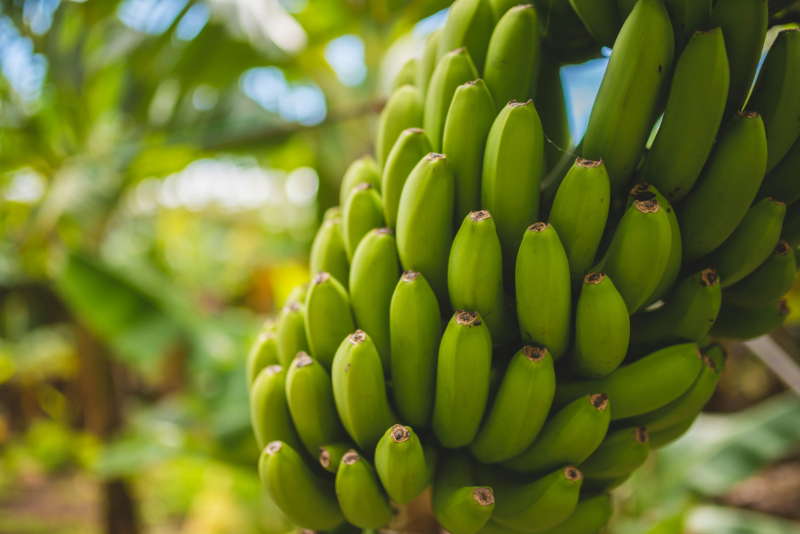 A bunch of green Madeira bananas growing on Madeira Island, Portugal, surrounded by tropical banana leaves. The image shows local island produce connected to Madeira’s agricultural landscape and food culture.