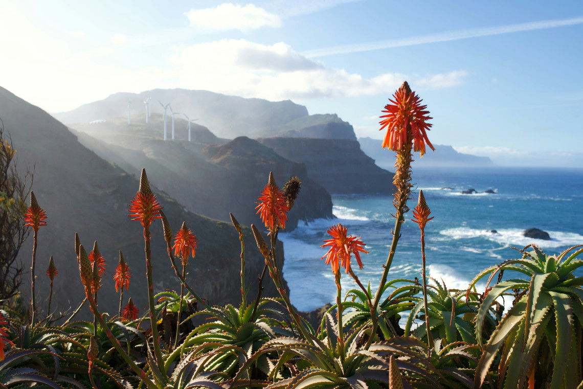 Red aloe flowers grow above Madeira&rsquo;s rugged north coast, with steep volcanic cliffs, ocean waves, and wind turbines visible in the distance. The image highlights the island&rsquo;s coastal vegetation and mountainous Atlantic landscape.