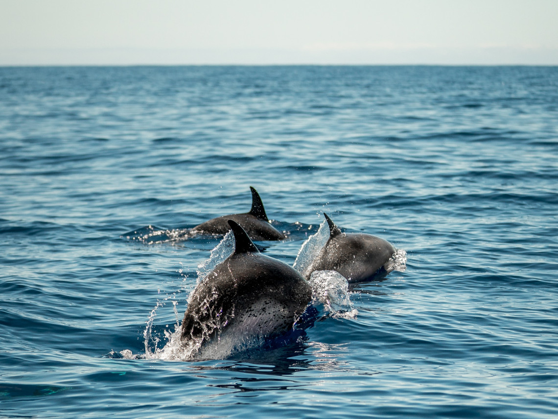 A pod of dolphins swims near the surface of the Atlantic Ocean off Madeira, Portugal. Several animals break through the water together, creating splashes as they move alongside one another.