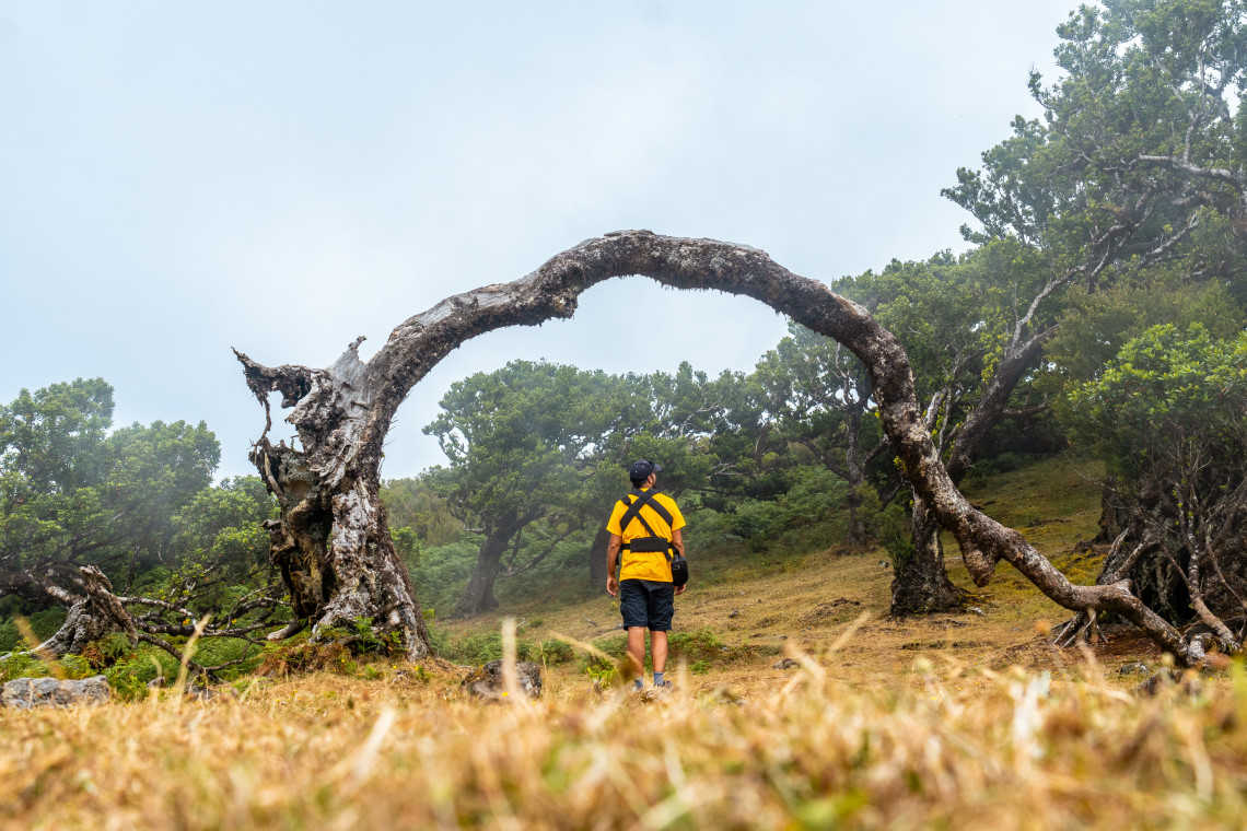 A hiker stands beneath a curved, weathered laurel tree in Fanal Forest, Porto Moniz, Madeira, Portugal. Mist, moss-covered ground, and ancient trees define this section of Madeira&rsquo;s Laurisilva forest.