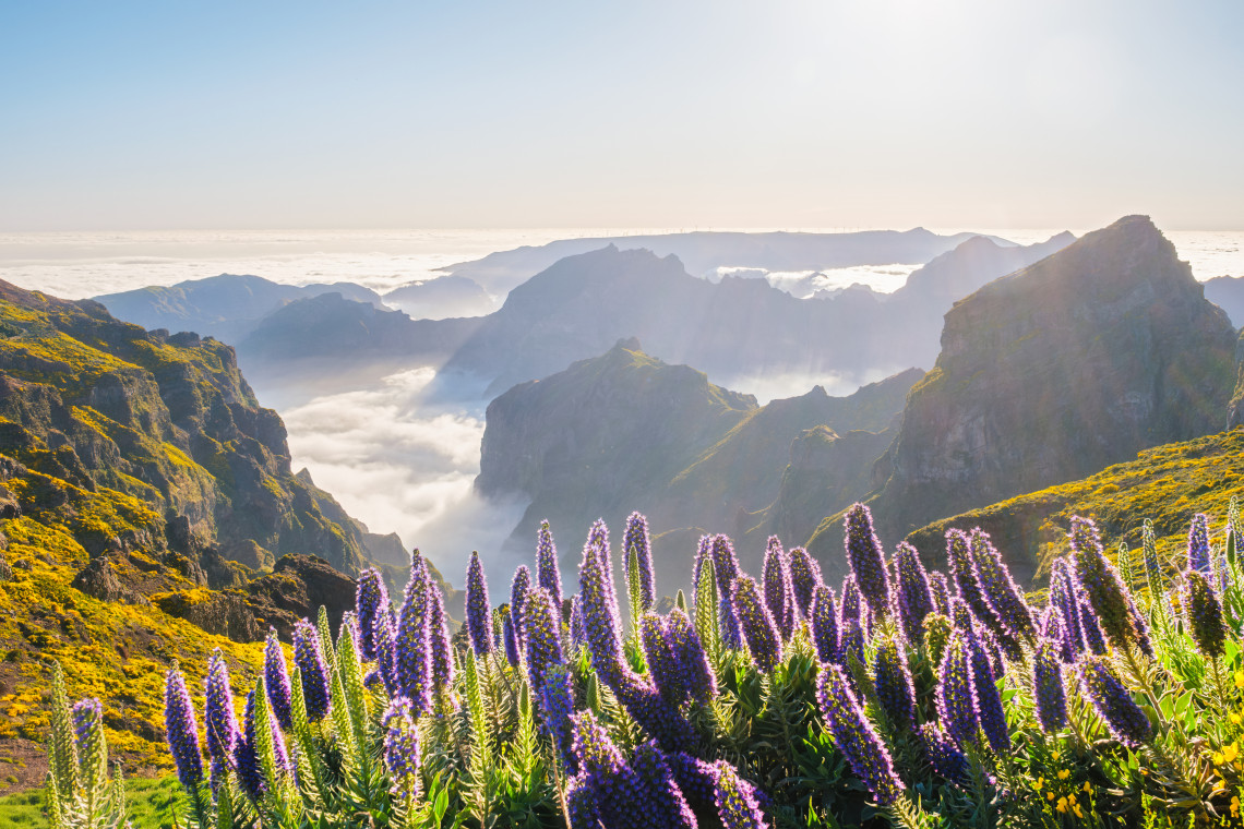 Purple Pride of Madeira flowers in bloom with mountain peaks rising above a sea of clouds