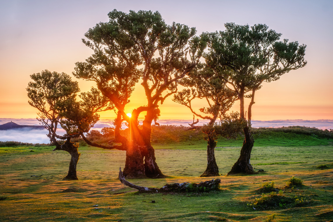 Twisted ancient trees silhouetted against a sunrise with fog rolling through Fanal Forest in Madeira