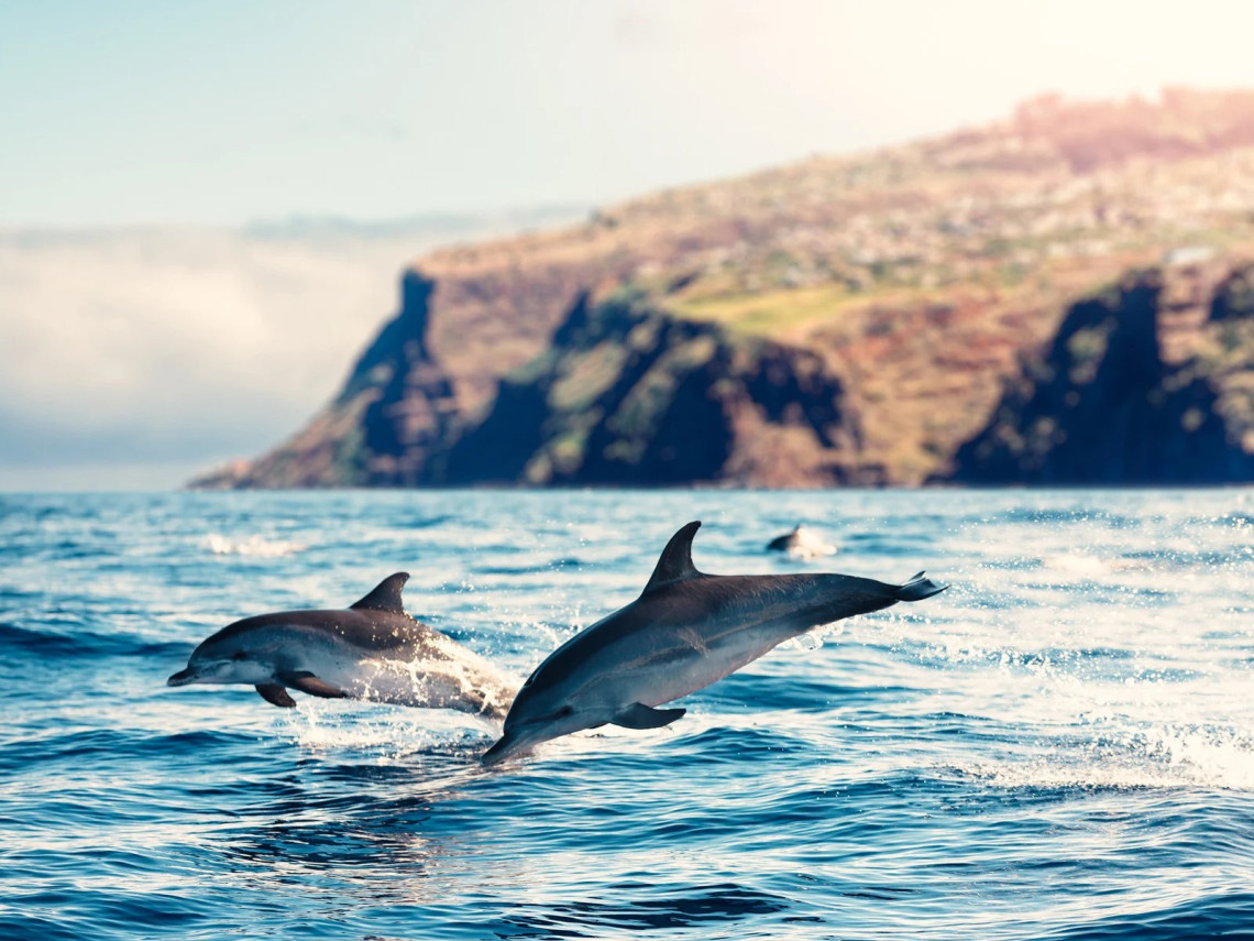 Dolphins swim and leap through the Atlantic Ocean near Madeira Island, Portugal, with coastal cliffs and hillside scenery in the background. The image shows a marine wildlife tour setting along Madeira&rsquo;s coastline.