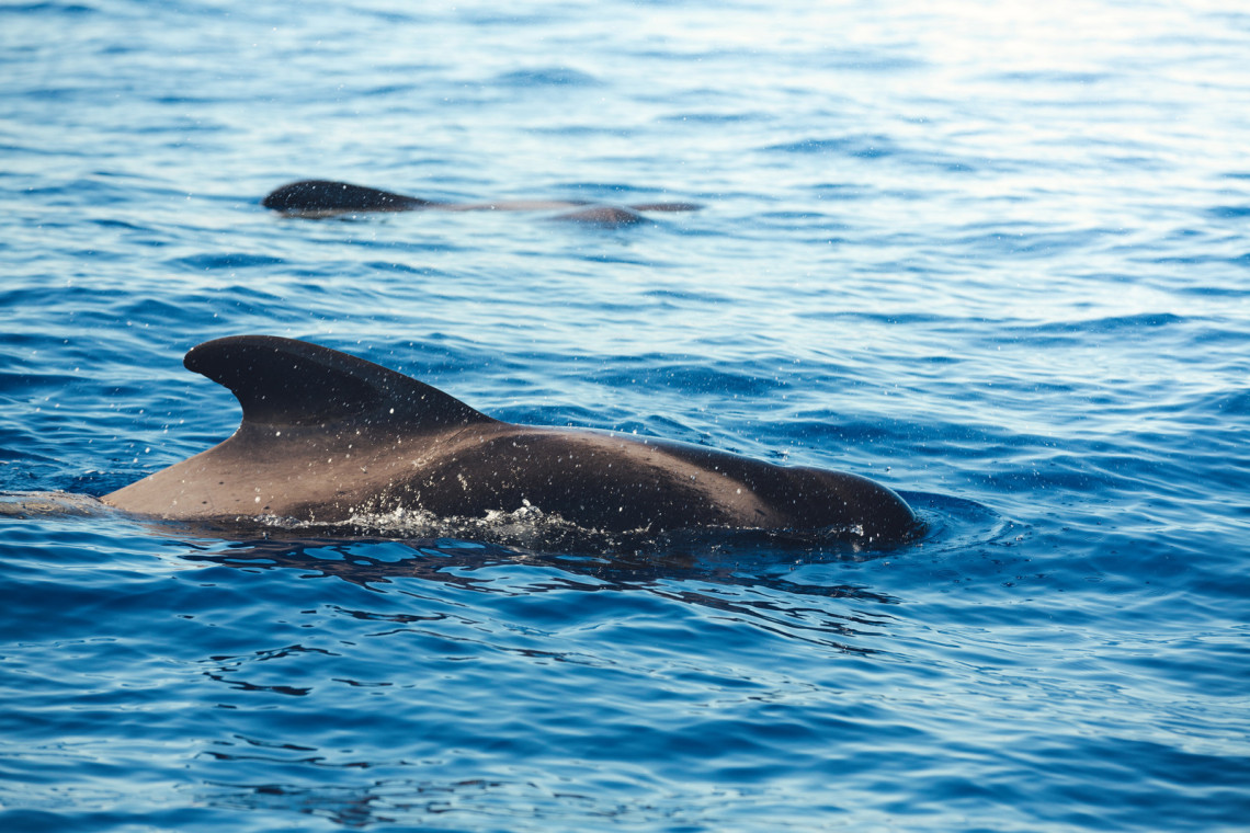Pilot whales and dolphins swim through the Atlantic Ocean near Madeira Island, Portugal. The image shows marine wildlife close to the water surface during an ocean wildlife tour.