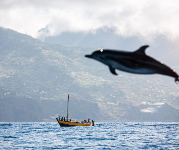 A dolphin leaps above the Atlantic Ocean near Madeira Island, Portugal, with a boat and mountainous coastline in the background. The image shows a marine wildlife tour setting with ocean views and coastal scenery.