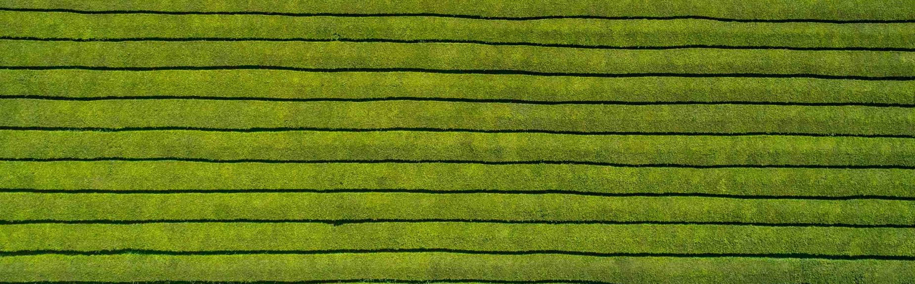 Gorreana Tea Plantation in Azores, Europe