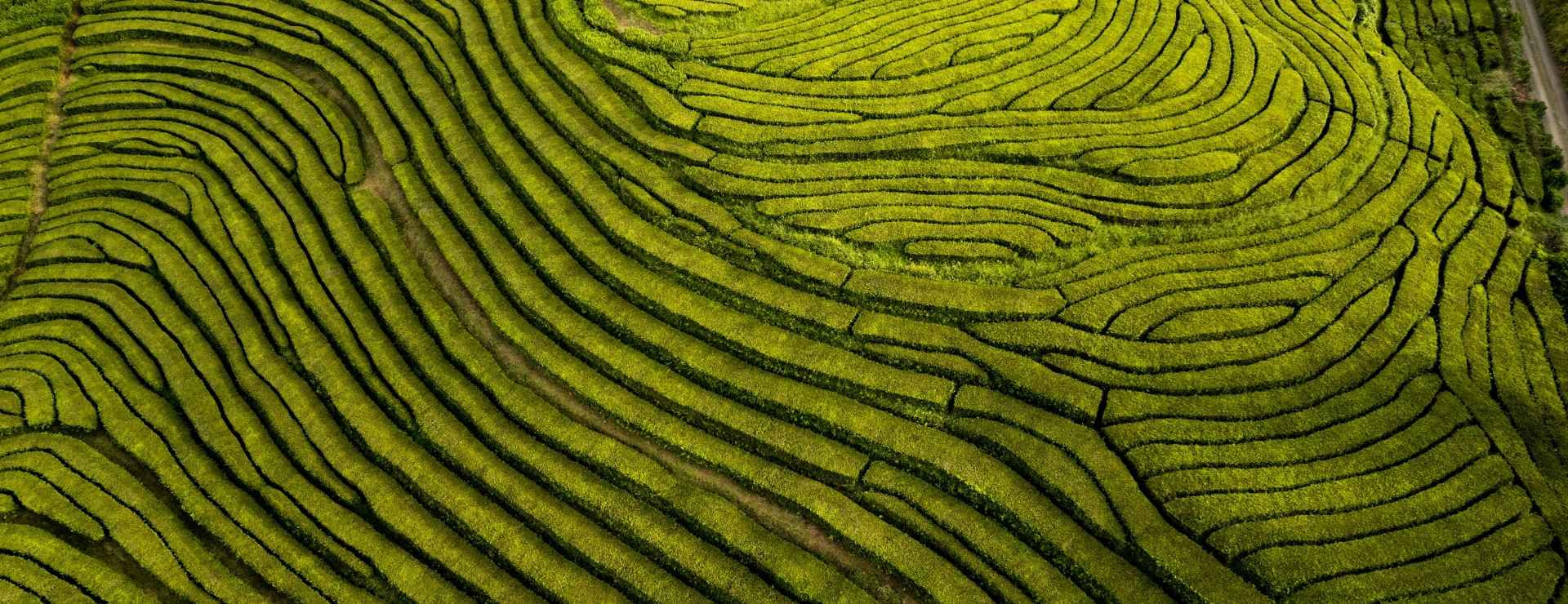 Aerial view of terraced green tea bush rows at the Gorreana tea plantations on São Miguel Island, Azores, showing the curved contour lines of the hillside plantation