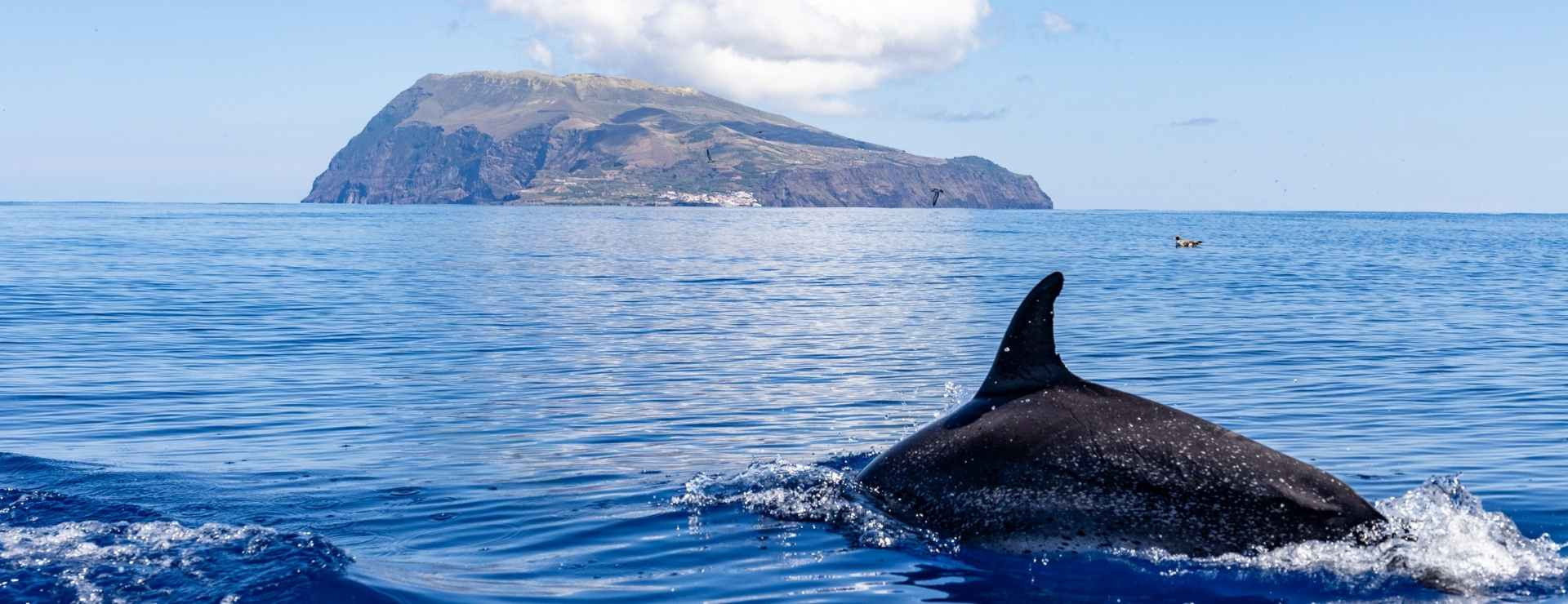  A whale surfacing close to a whale watching boat in the Atlantic Ocean off the Azores, with the green volcanic coastline of São Miguel Island visible in the background