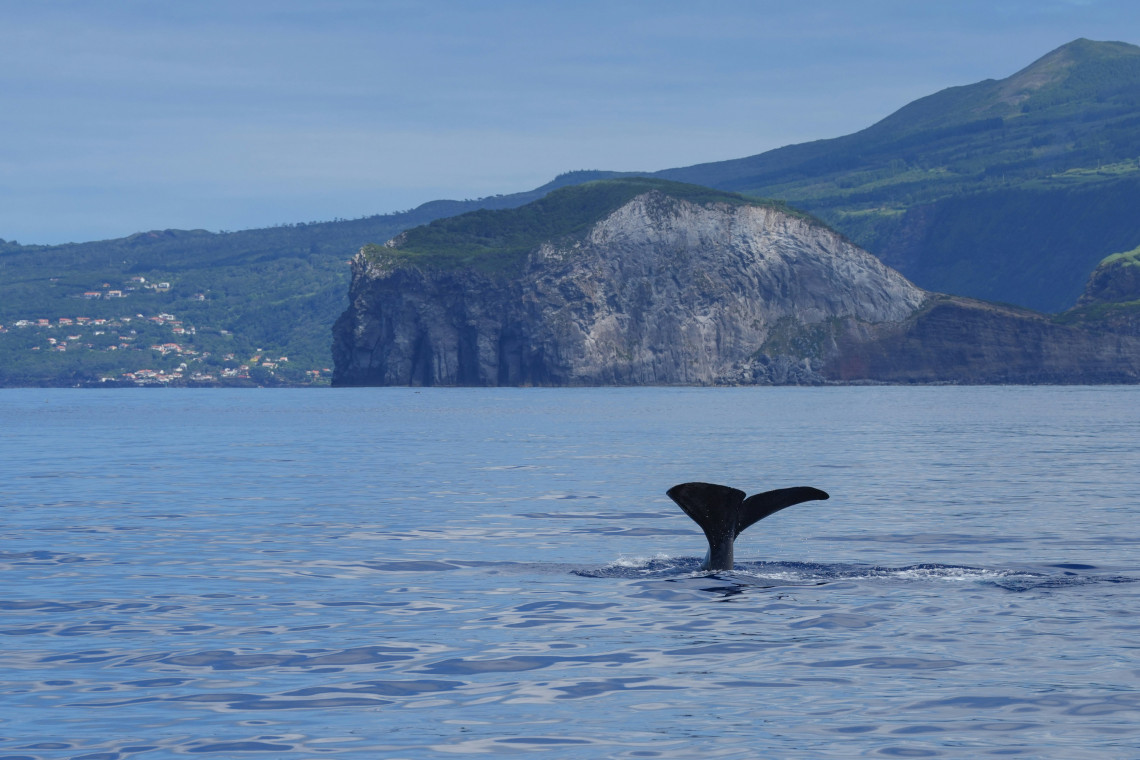A whale raises its tail above the Atlantic Ocean off Faial Island, with the island&rsquo;s steep green volcanic coastline visible in the background.