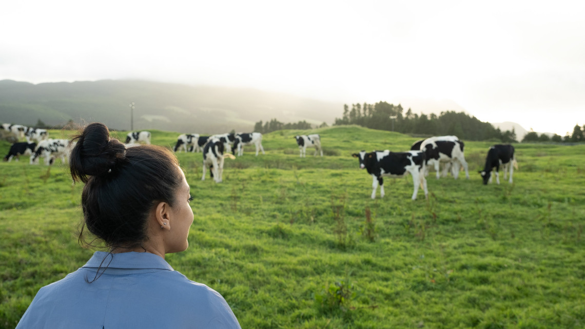 A visitor looks across a green pasture where black-and-white dairy cattle graze on Terceira Island in the Azores, Portugal. Rolling farmland and tree-covered hills extend behind the herd in the soft evening light.
