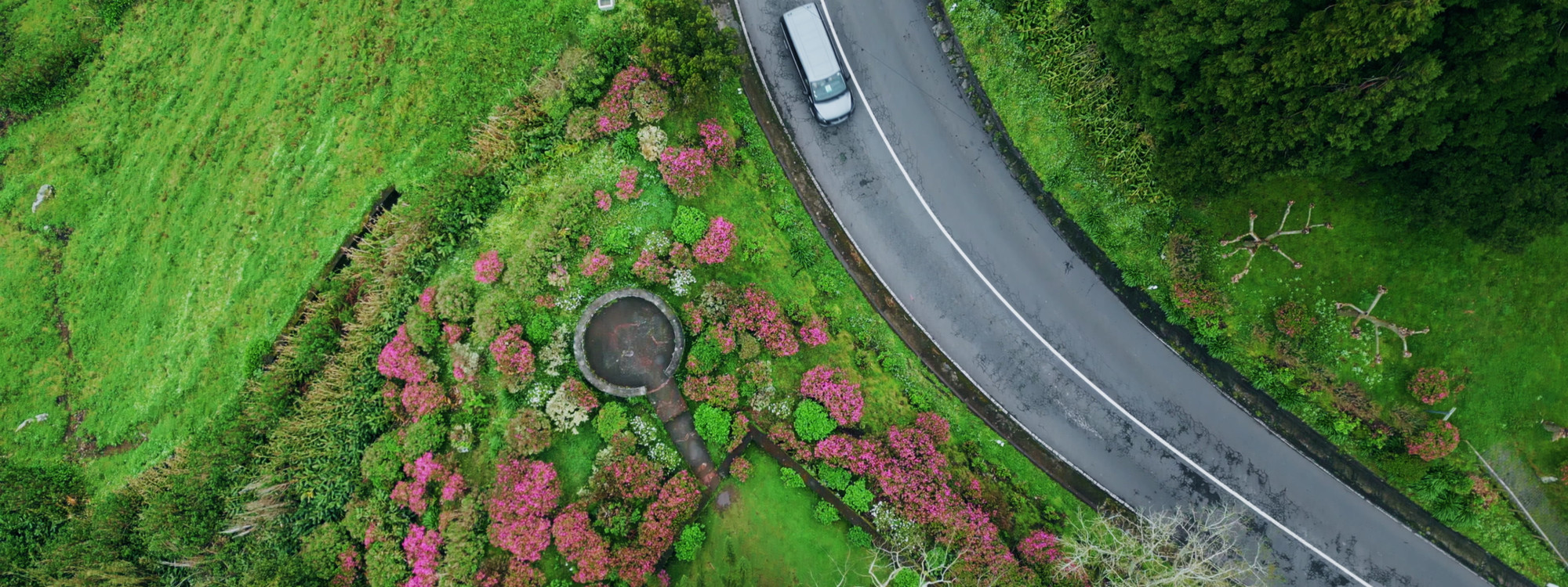 Aerial view of a winding road on São Miguel Island bordered by green vegetation and blooming pink hydrangeas, a characteristic feature of the Azorean landscape.