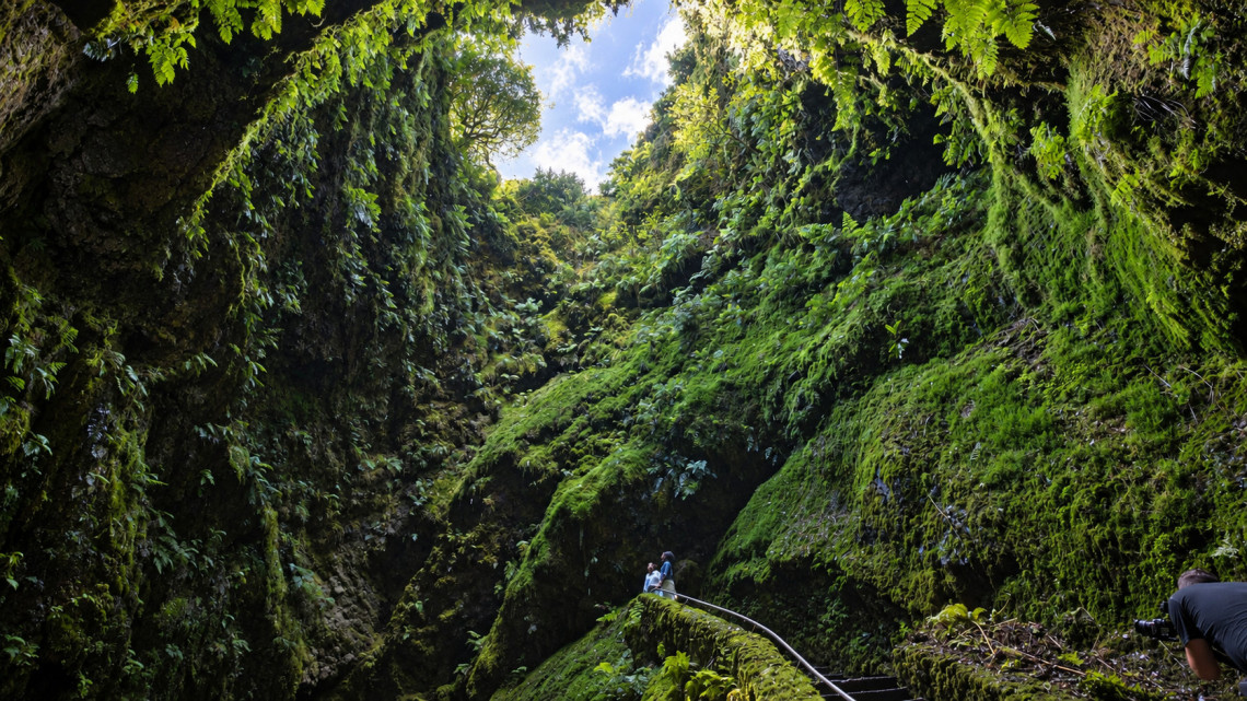 View inside Algar do Carv&atilde;o on Terceira Island, with steep volcanic walls covered in moss, ferns and dense green vegetation beneath the open chimney.